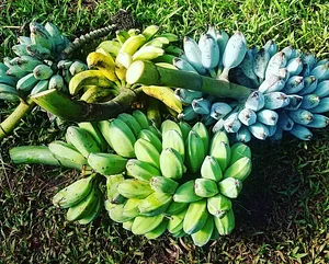 Kolea Farm