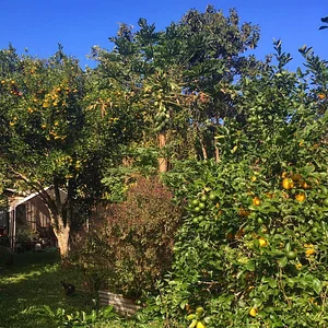 Kolea Farm