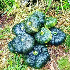 Kolea Farm