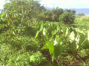 Kolea Farm