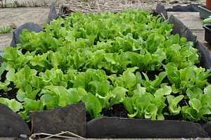 Tap o' Noth Farm