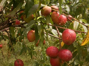 Feria Agroecológica de Córdoba 1