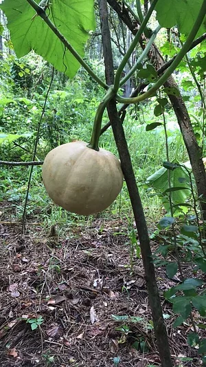Treehouse Permaculture