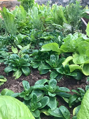 Belentepe Permaculture Practice and Wildlife Farm