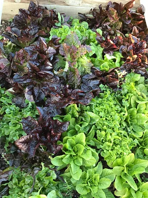 Belentepe Permaculture Practice and Wildlife Farm