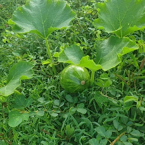 Green Warrior Eco-Farm
