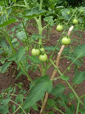 Green Warrior Eco-Farm