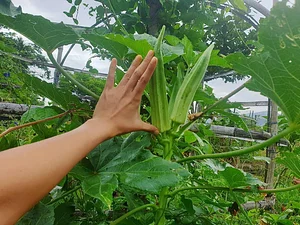Green Warrior Eco-Farm