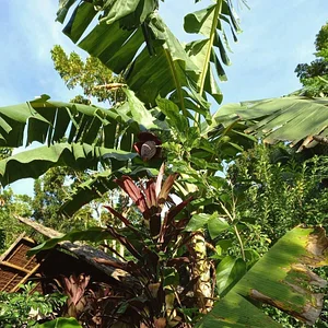 Green Warrior Eco-Farm