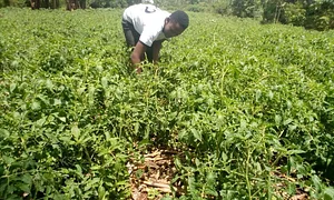 Permaculture training