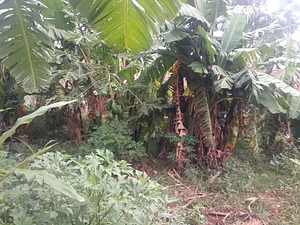 Umuntu Movement Uganda