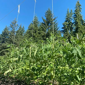 Hildaberry Permaculture Farm & Nursery