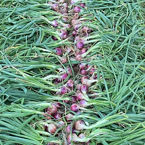 Hildaberry Permaculture Farm & Nursery