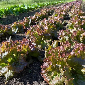 Hildaberry Permaculture Farm & Nursery