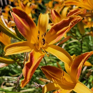 Hildaberry Permaculture Farm & Nursery