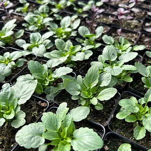 Hildaberry Permaculture Farm & Nursery