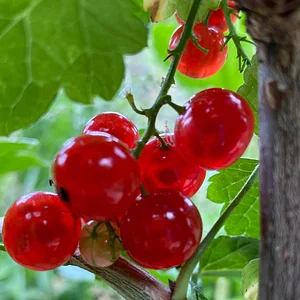 Hildaberry Permaculture Farm & Nursery