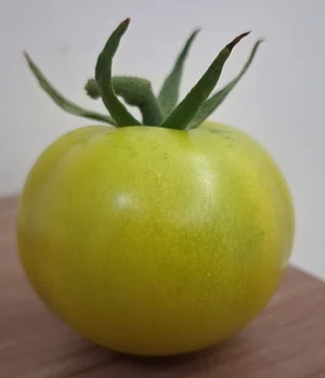 Photo First Tomato of the Season
