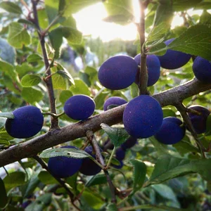 Tap o' Noth Farm