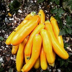 Tap o' Noth Farm
