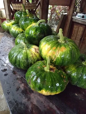 Green Warrior Eco-Farm