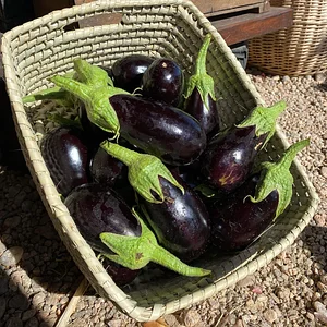 El Campanario - Finca Agroecológica