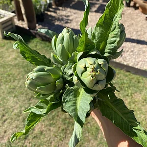 El Campanario - Finca Agroecológica