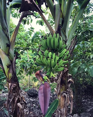 Moyo Farm