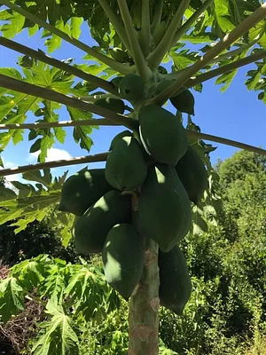 Moyo Farm