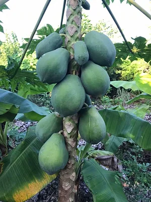 Moyo Farm
