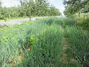 La Ferme des Rufaux
