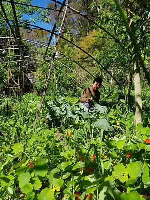 SAF Caminhos da Floresta 7