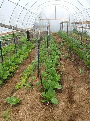 Laughing Frog Farm