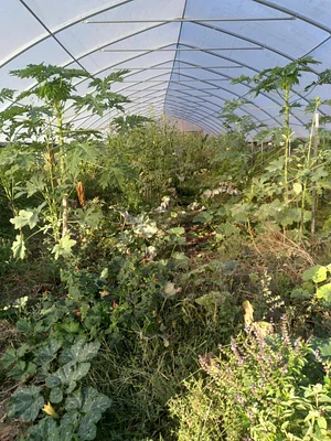 Laughing Frog Farm