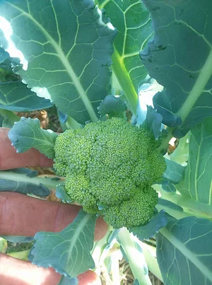 Laughing Frog Farm