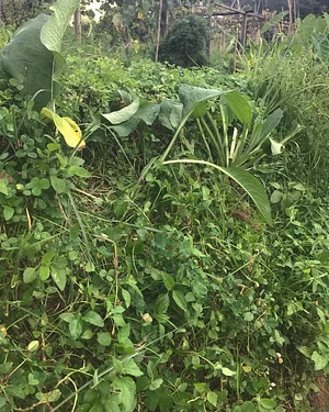 Three Trees Permaculture