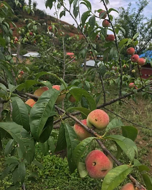Three Trees Permaculture