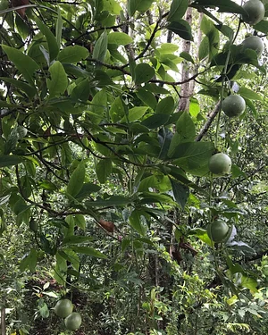 Three Trees Permaculture