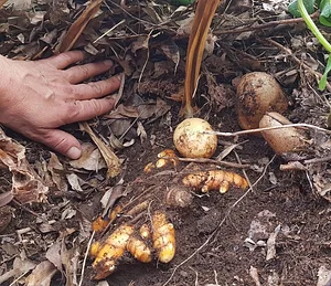 SAF Caminhos da Floresta 3