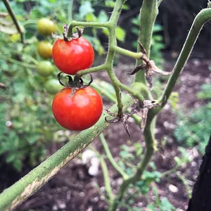 Moyo Farm