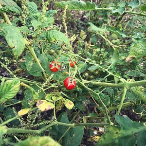 Moyo Farm