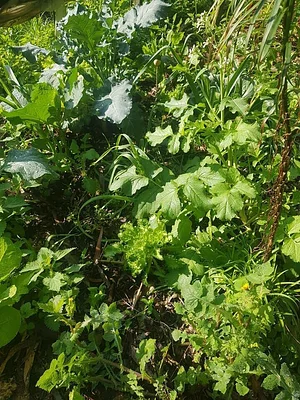 SAF Caminhos da Floresta 5