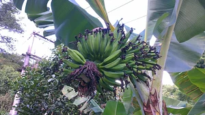 Agrofloresta da UVAIA 1