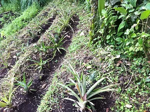 Finca Agroecologica La Flor
