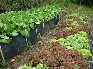 Finca Agroecologica La Flor