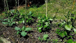 Finca Agroecologica La Flor