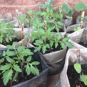 Three Trees Permaculture