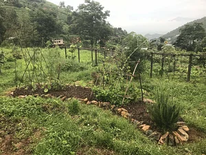 Three Trees Permaculture