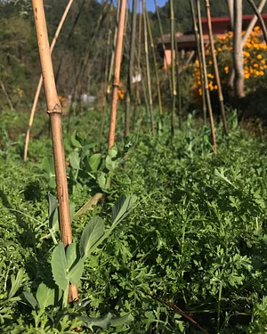 Three Trees Permaculture