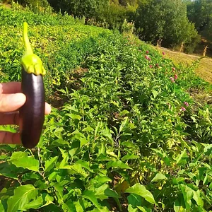 Zeytinliboğaz Permakültür Çiftliği